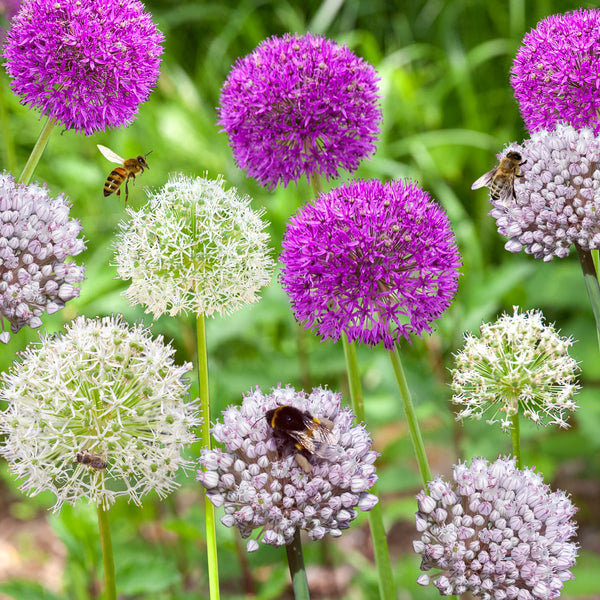 Alliummix