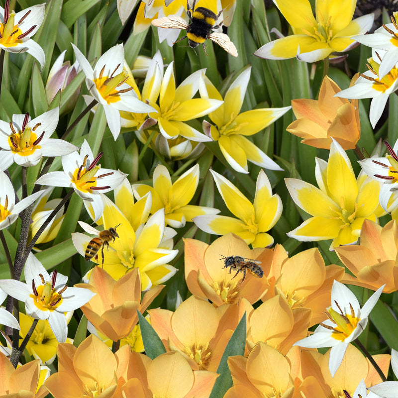 Collagebeeld van verschillende tinten gele en witte botanische tulpen