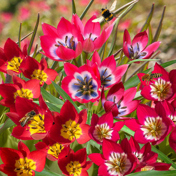 Botanische tulpenmix roze-rood