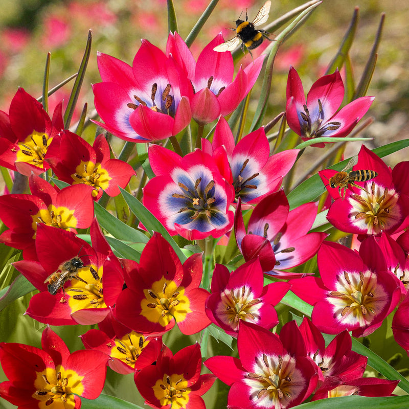 Collagebeeld van verschillende tinten roze en rode botanische tulpen