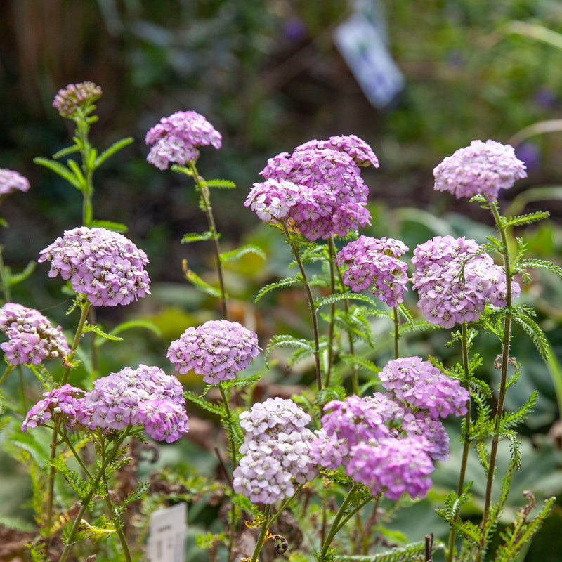 Duizendblad Apfelblüte