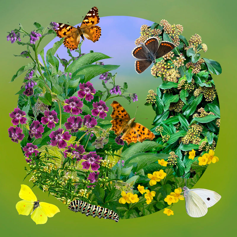 Collage illustratie van planten en vlinders 