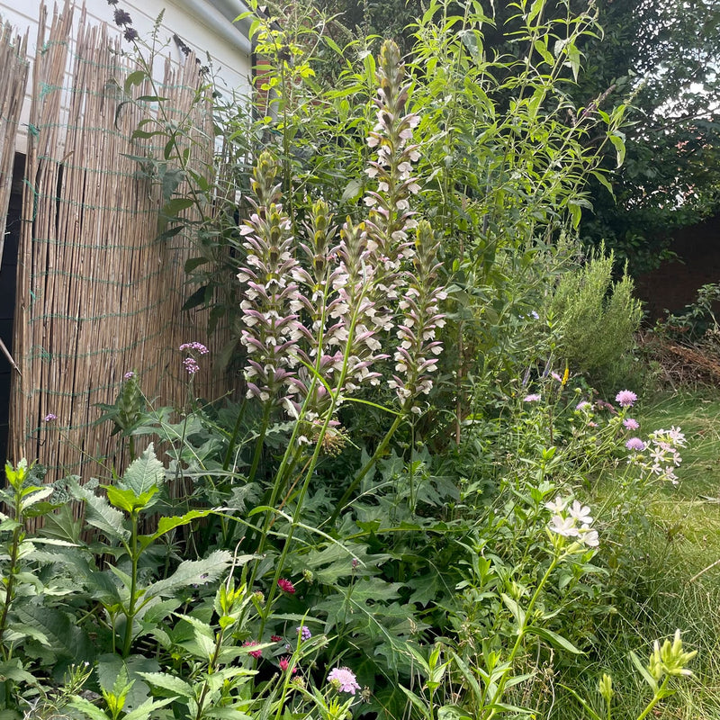 plant met wit met roze paarse bloemen trapsgewijs boven elkaar in een border in een tuin