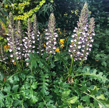 Acanthus Morning Candle