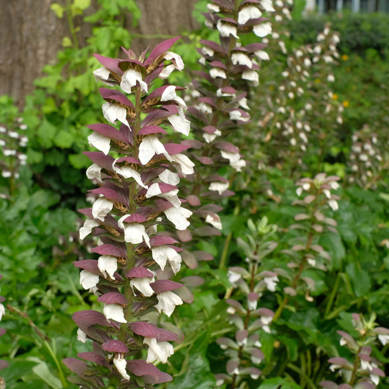 Duurzaam gekweekte acanthus in bloei.