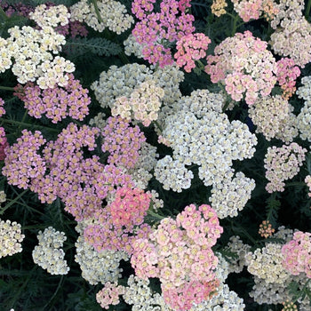 Duizendblad Apfelblüte