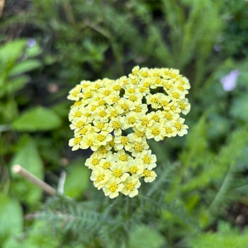 Duizendblad Sunny Seduction