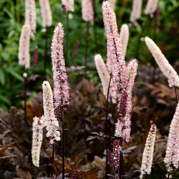 Zilverkaars Brunette