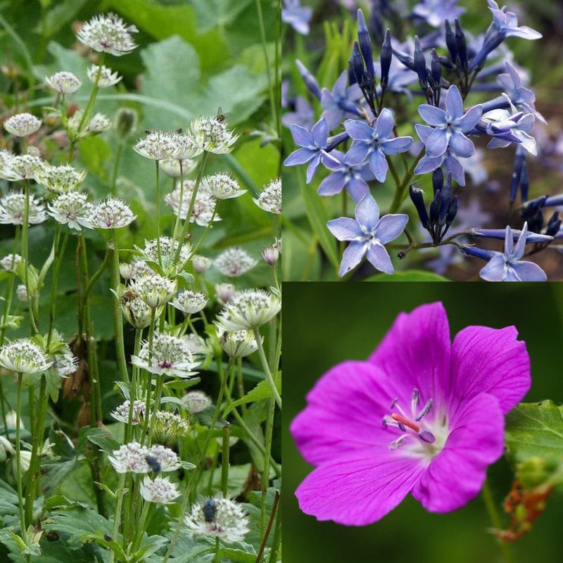 Biologische geweekte mix van tuinplanten