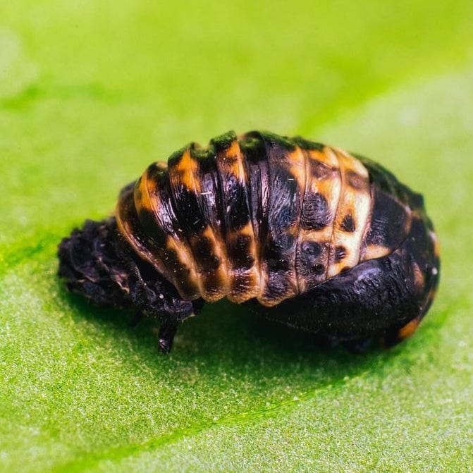 Lieveheersbeestjes tegen bladluis