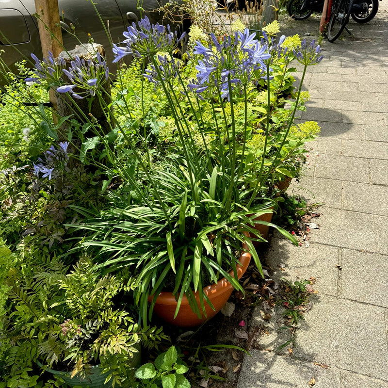 afrikaanse leilie in pot voortuin