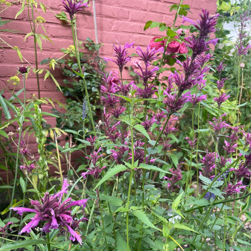 roze paarse bloemen voor een roze muur in een tuin