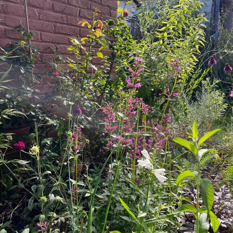 roze paarse bloemen in een order in een tuin