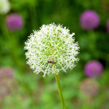 Allium Mount Everest