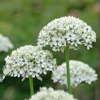 Allium Nigrum