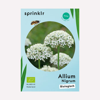 Allium Nigrum