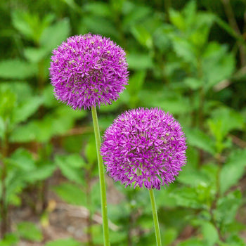 Allium Purple Sensation