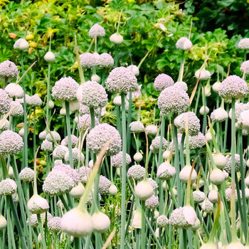 Allium Ping Pong