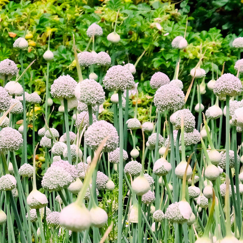 Wit-roze bloemen van Allium Ping Pong, witte bollen op groene stelen