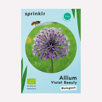 Allium Violet Beauty