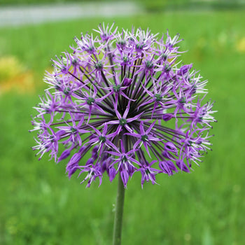 Allium Violet Beauty