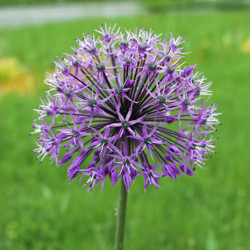 Biologische bol van een paarse allium