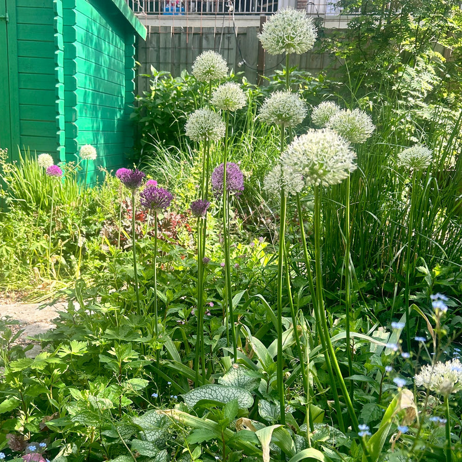 Combineer met tuinplanten