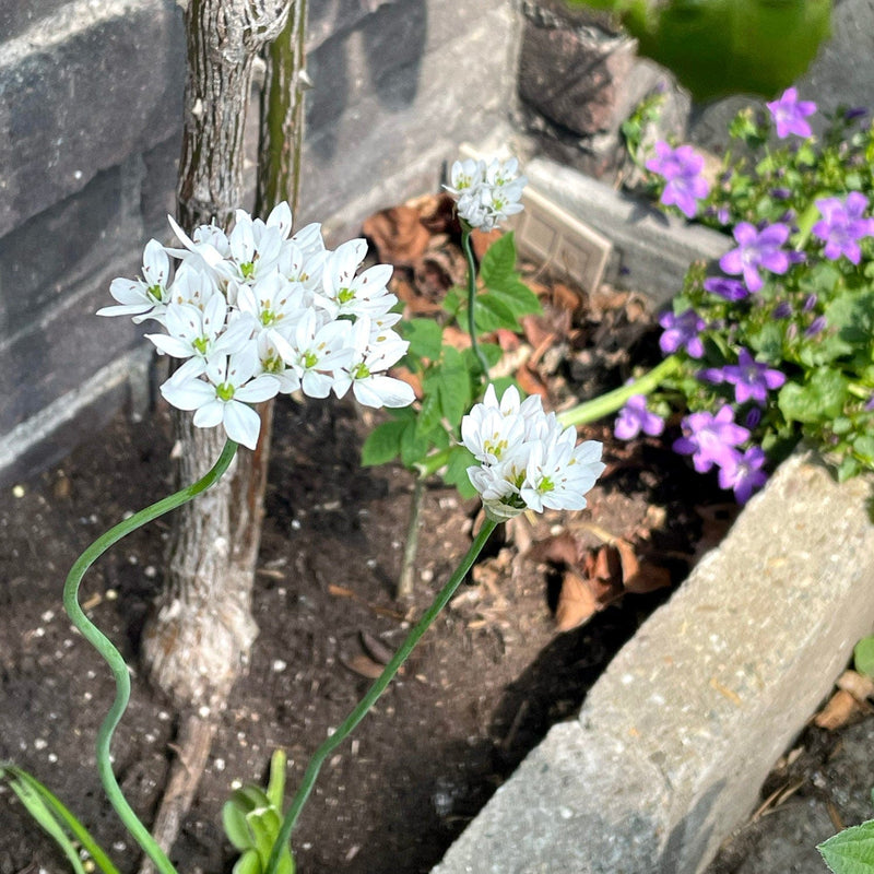 Allium neapolitanum in geveltuin