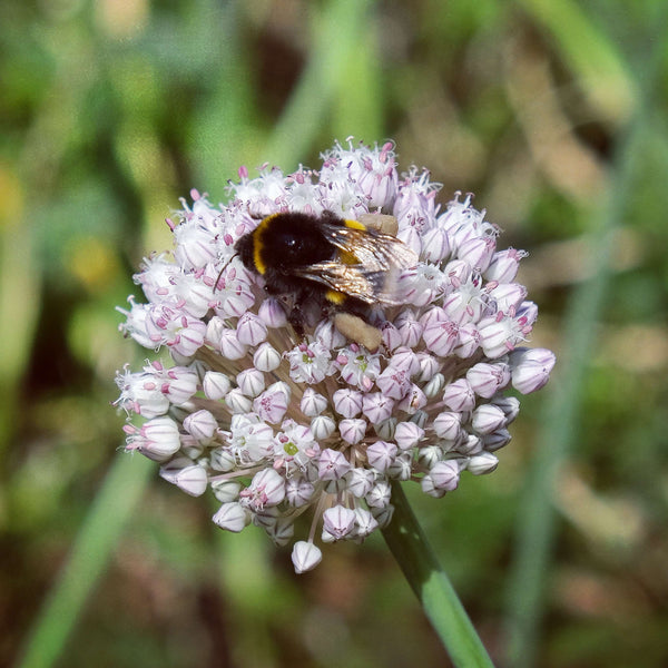 Allium Ping Pong