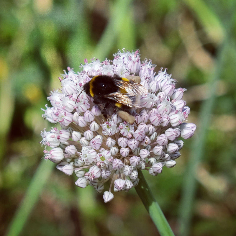 Biologische allium ping  pong met hommel. 