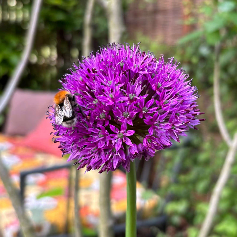 Allium purple sensation met hommel. 