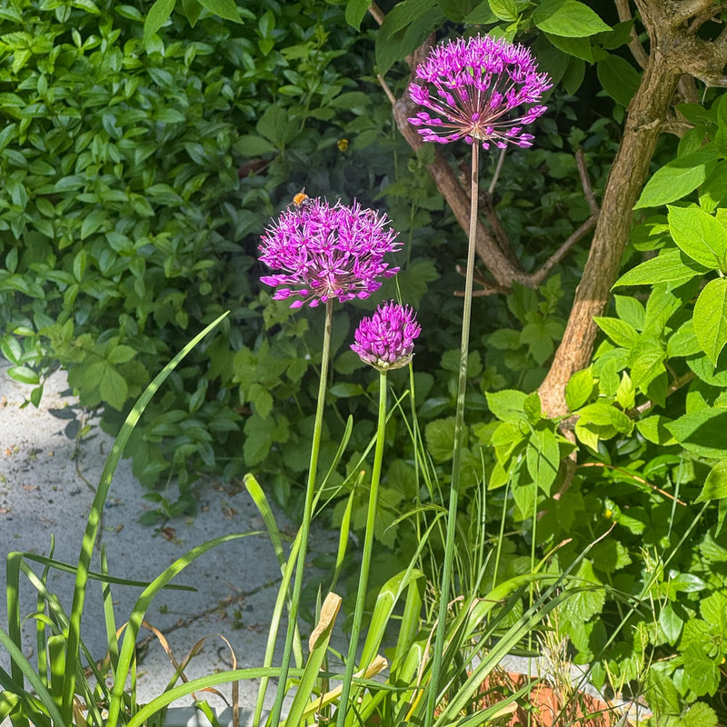 3 paarse bollen in de zon met een hommel