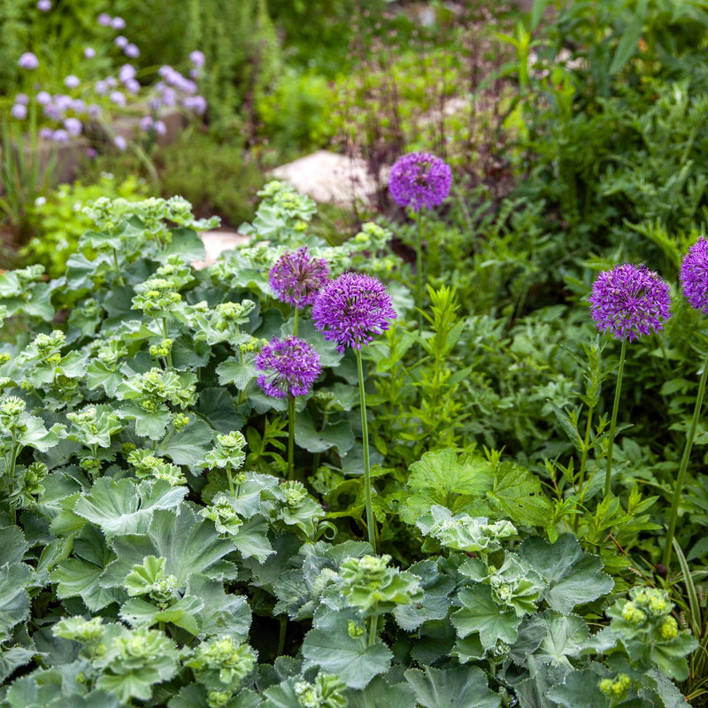 Allium Purple Sensation