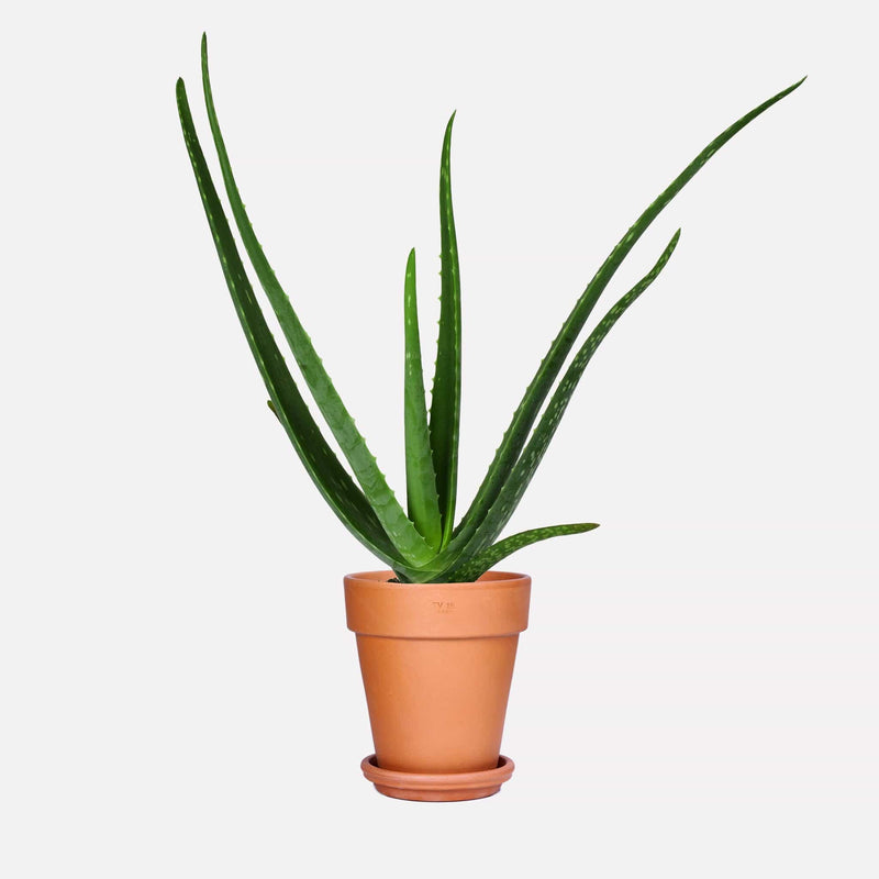 Aloë vera BIO