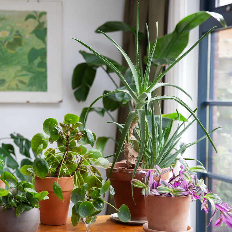 Aloe vera op tafel met diverse planten in huiskamer