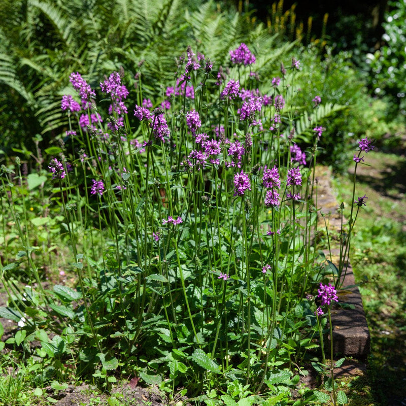 Andoorn Hummelo in border