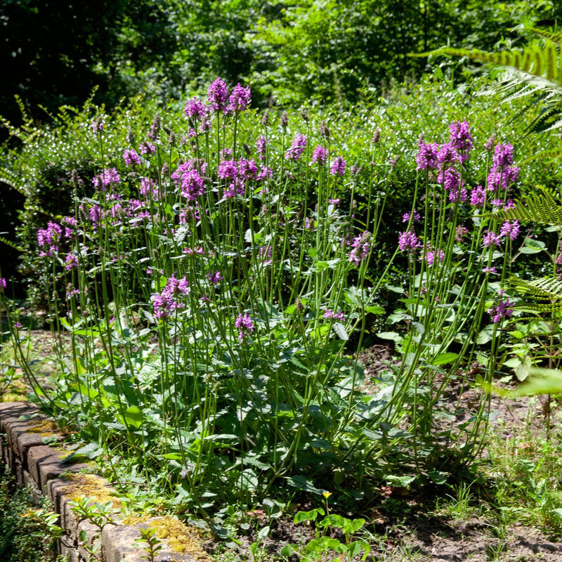 Andoor hummelo in border