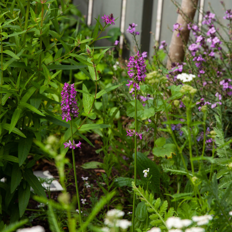 Biologische Andoorn hummelo in het paars op een lange steel. 