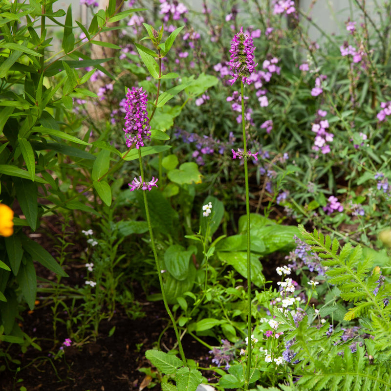 Andoorn hummelo in bloei in een borderpakket. 