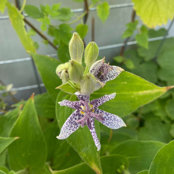Armeluisorchidee