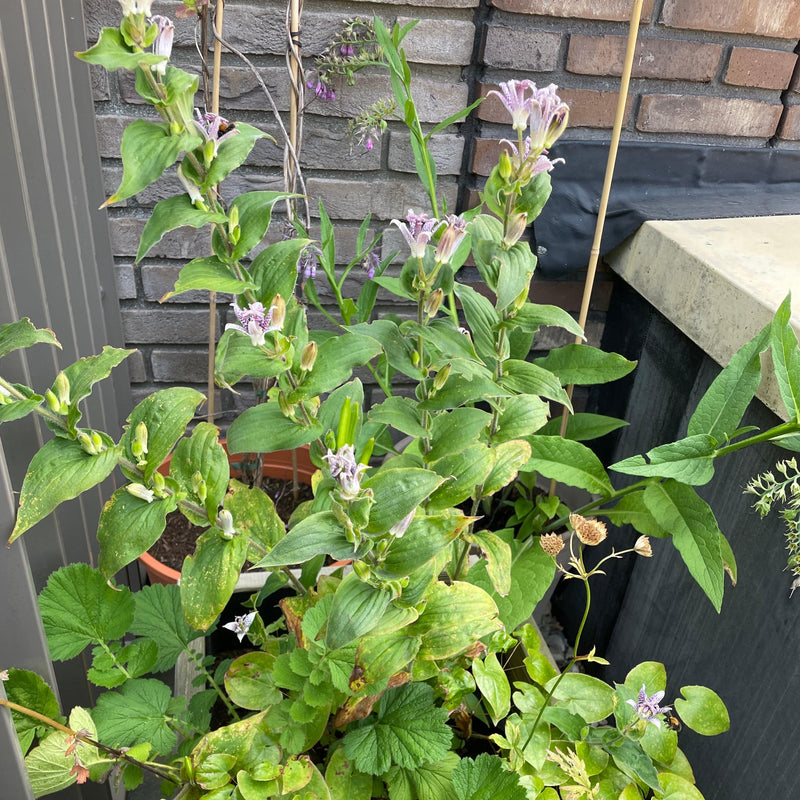 Tricyrtus in de schaduw op het balkon./ 