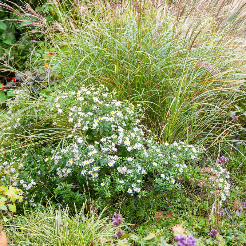 Aster Ashvi