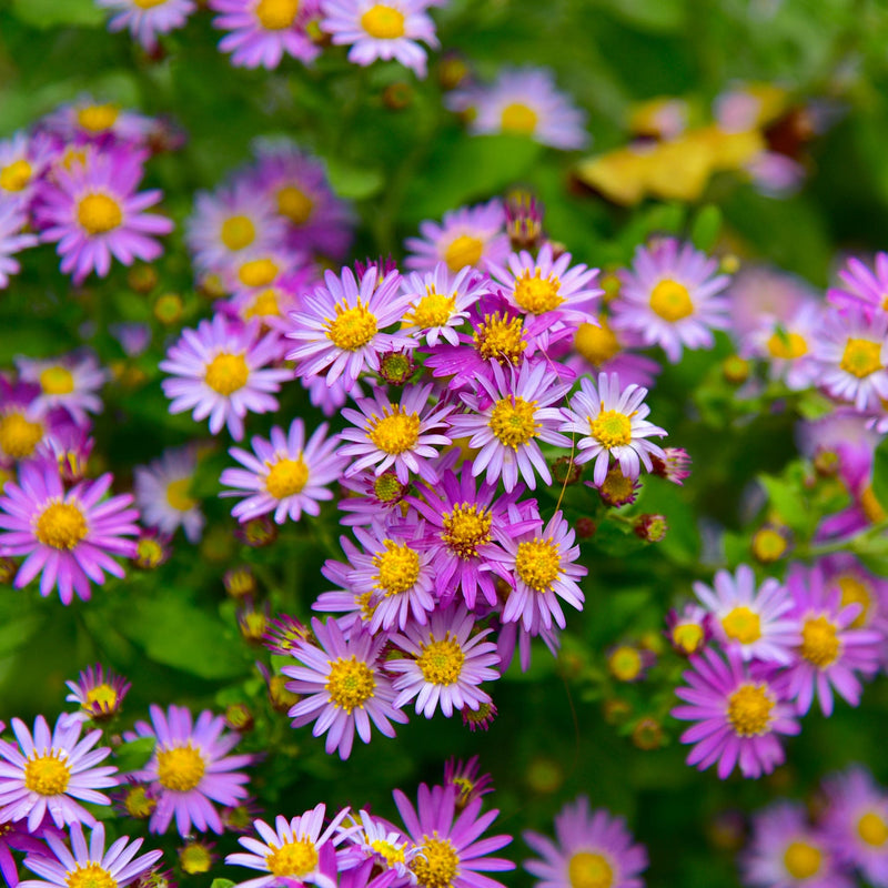 biologische aster, paarse bloemetjes met gele hartjes