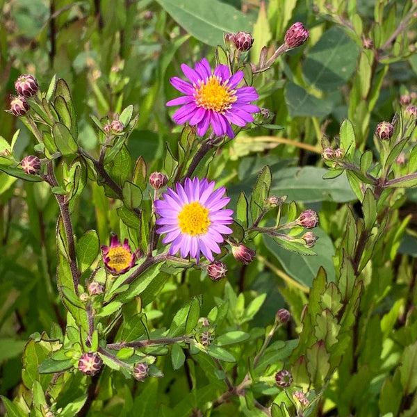 Aster Ezo Murazaki