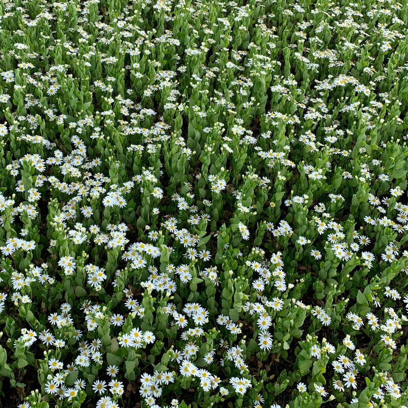 Biologische Aster Starshine in de tuin. 