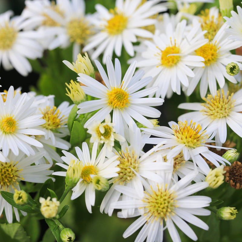 Biologische witte herfstaster in volle bloei. 