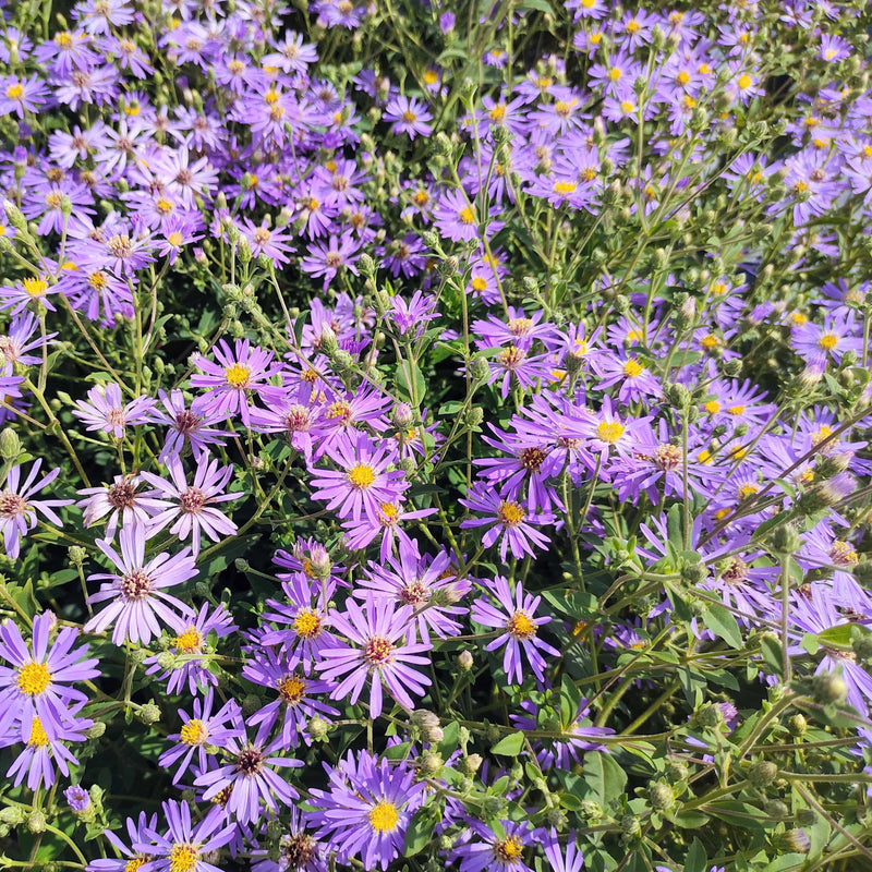 Aster Twilight