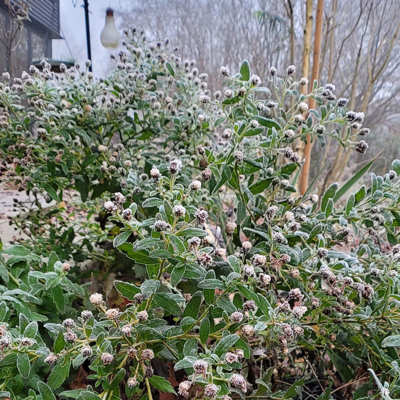 aster ashvi in een border in de winter