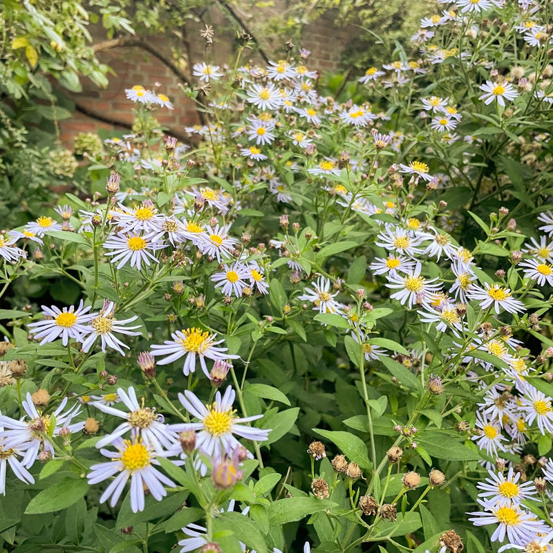 aster met lila paarse bloem en geel hart in een border