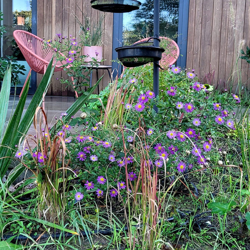 Aster ezo murzaki in een tuin